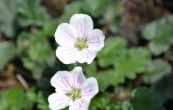 pumpava Bishop's Form White - Erodium variabile Bishop's Form White