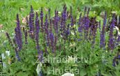 alvj ndhern Merleau Blue - Salvia  sylvestris Merleau Blue