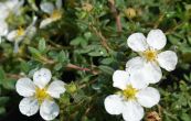 mochna kovit Manchu - Potentilla fruticosa Manchu
