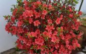 pnink japonsk Scout - Rhododendron japonicum Scout