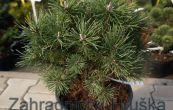 borovice kle Mini Globus - Pinus mugo Mini Globus