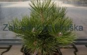 borovice ern Komodor - Pinus nigra Komodor