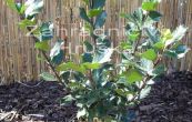 cesmna Blue Angel - Ilex  meserveae Blue Angel