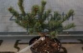 borovice drobnokvt M-par 6 - Pinus parviflora M-par 6