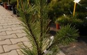 borovice kleč Robusta - Pinus mugo Robusta