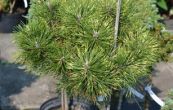 borovice kle Sunshine - Pinus mugo Sunshine