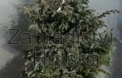 cypiek hrachonosn Boulevard - Chamaecyparis pisifera Boulevard