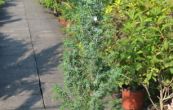jalovec obecn Mayer - Juniperus communis Mayer