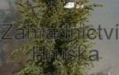 jalovec obecný Aurea Nana - Juniperus communis Aurea Nana