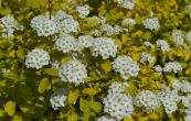 tavolnk van Houttev Gold Fountain - Spiraea  vanhouttei Gold Fountain
