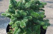 jedle balzmov Piccolo - Abies balsamea Piccolo