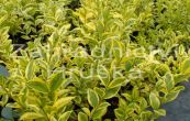 pta zob vejitolist Aureum - Ligustrum ovalifolium Aureum
