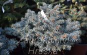 smrk pichlav Sain Marys Broom - Picea pungens Sain Marys Broom