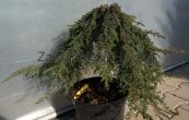 jalovec obecn Green Mantle - Juniperus communis Green Mantle