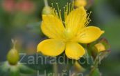 tezalka kalkat Red Baron - Hypericum calycinum Red Baron