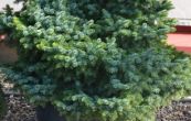 smrk omorika Treplicensis - Picea omorika Treplicensis