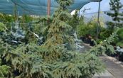 smrk ern Aurea - Picea mariana Aurea