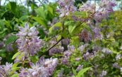 trojpuk zvrhl Magicien - Deutzia  hybrida Magicien