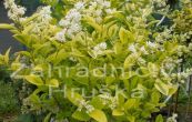 pta zob vejitolist Aureum - Ligustrum ovalifolium Aureum