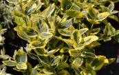 brslen Fortunev Markie - Euonymus fortunei Markie