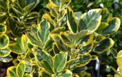 brslen japonsk Ovatus Aureus - Euonymus japonicus Ovatus Aureus