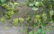 rva vinn Jolanka - Vitis vinifera Jolanka