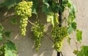 rva vinn Dora - Vitis vinifera Dora