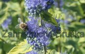 oechokdlec clandonsk Summer Sorbet - Caryopteris  clandonensis Summer Sorbet