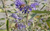 oechokdlec clandonsk Kew Blue - Caryopteris  clandonensis Kew Blue