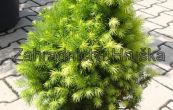 smrk siv Conica Maigold - Picea glauca Conica Maigold