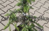 smrk omorika Pendula - Picea omorika Pendula