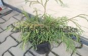 zerav obrovsk Kager's Beauty - Thuja plicata Kager's Beauty