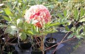 pivoka keovit Rou Fu Rong - Paeonia suffruticosa Rou Fu Rong