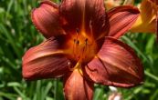 denivka Chicago Royal Robe - Hemerocallis Chicago Royal Robe