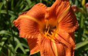 denivka Tuscawilla Tigress - Hemerocallis Tuscawilla Tigress