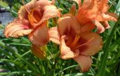 denivka Strawberry Candy - Hemerocallis Strawberry Candy