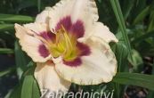 denivka Moonlit Masquerade - Hemerocallis Moonlit Masquerade