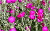 kohoutek Joviv - Lychnis flos-jovis