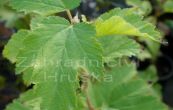 tavola kalinolist Darts Gold - Physocarpus opulifolius Darts Gold