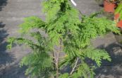 cypiek Lawsonv Ivonne - Chamaecyparis lawsoniana Ivonne