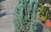 cypiek Lawsonv Snow White - Chamaecyparis lawsoniana Snow White