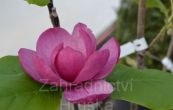 cholan Black Tulip - Magnolia Black Tulip