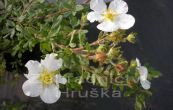 mochna kovit Abbotswood - Potentilla fruticosa Abbotswood