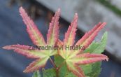 javor dlanitolist Little Princess - Acer palmatum Little Princess