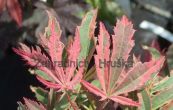 javor dlanitolist Geisha Gone Wild - Acer palmatum Geisha Gone Wild