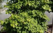 lpa srdit Lico - Tilia cordata Lico