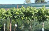 ambro zpadn Gum Ball - Liquidambar styraciflua Gum Ball