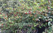skalník vrbolistý Herbstfeuer - Cotoneaster salicifolius Herbstfeuer