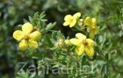 mochna kovit Gold Kissen - Potentilla fruticosa Gold Kissen