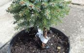 smrk omorika Treplicensis - Picea omorika Treplicensis
